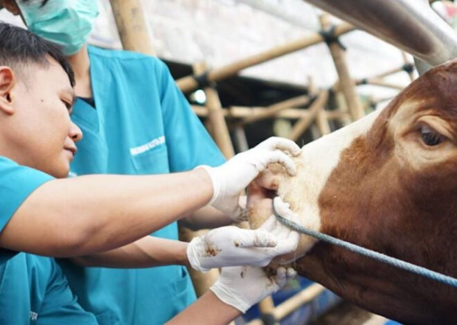 Jelang Iduladha 1446 H, Masyarakat Diimbau Teliti Memilih Hewan Kurban Sesuai Syariat | TINTAHIJAU.com