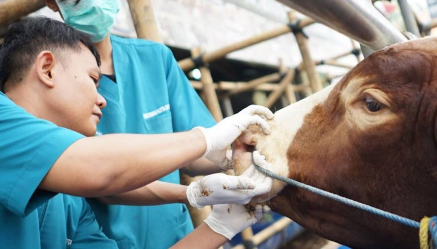 Jelang Iduladha 1446 H, Masyarakat Diimbau Teliti Memilih Hewan Kurban Sesuai Syariat | TINTAHIJAU.com