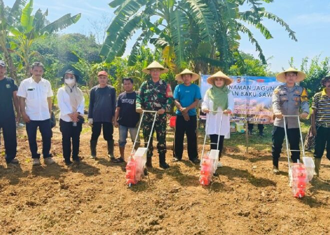 Dukung Ketahanan Pangan, Polsek Pabuaran Subang Sulap Lahan Jadi Kebun Jagung | TINTAHIJAU.com