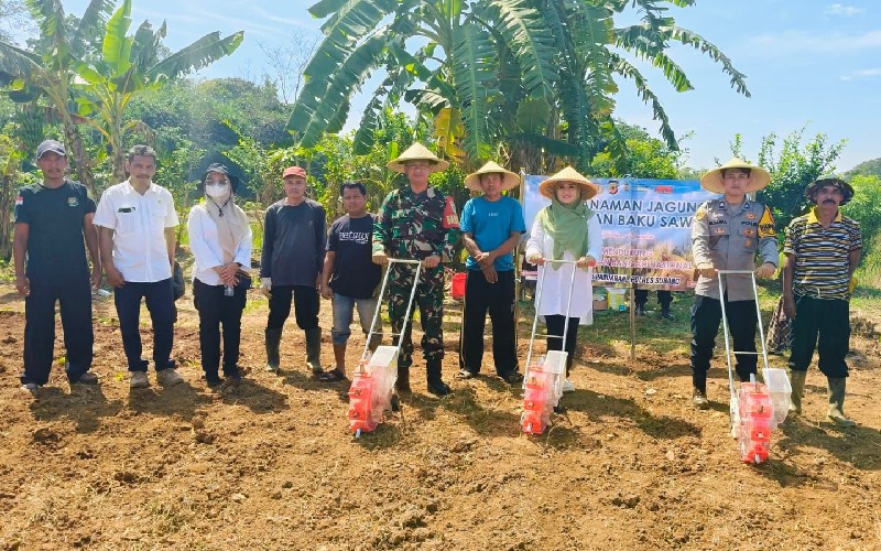 Dukung Ketahanan Pangan, Polsek Pabuaran Subang Sulap Lahan Jadi Kebun Jagung | TINTAHIJAU.com