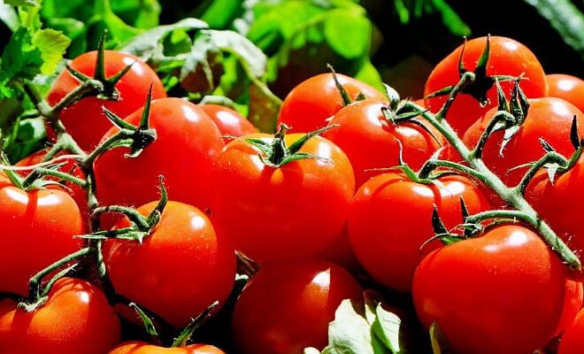 Inilah Beberapa Tanaman Kebun yang Mudah Dirawat, Cocok untuk Pemula! | TINTAHIJAU.com