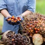 Pemprov Jabar Larang Penanaman Sawit, Perkebunan Eksisting Akan Dievaluasi – TINTAHIJAU.com