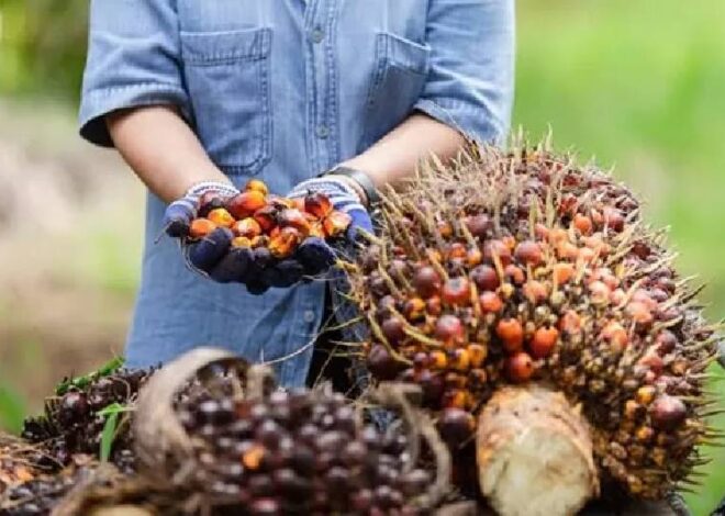 Pemprov Jabar Larang Penanaman Sawit, Perkebunan Eksisting Akan Dievaluasi – TINTAHIJAU.com