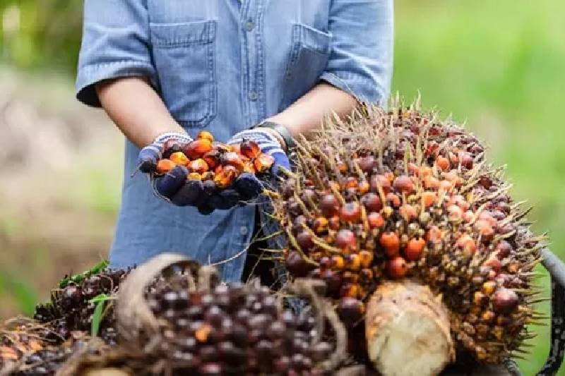 Pemprov Jabar Larang Penanaman Sawit, Perkebunan Eksisting Akan Dievaluasi – TINTAHIJAU.com